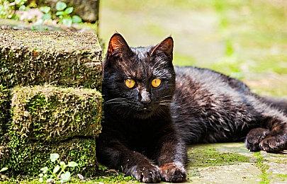 《卧龙：苍天陨落》新情报 援军系统和五行奇术洗点